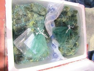  大陸進(jìn)口大閘蟹被檢出禁用的動物用藥，已全數(shù)銷毀。 圖片來源：臺灣《聯(lián)合報》