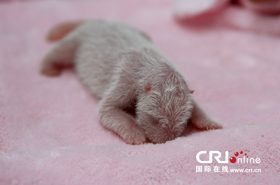 2013年7月11日，成都大熊貓繁育研究基地月亮產(chǎn)房，新生大熊貓寶寶在育嬰箱里憨態(tài)可掬。