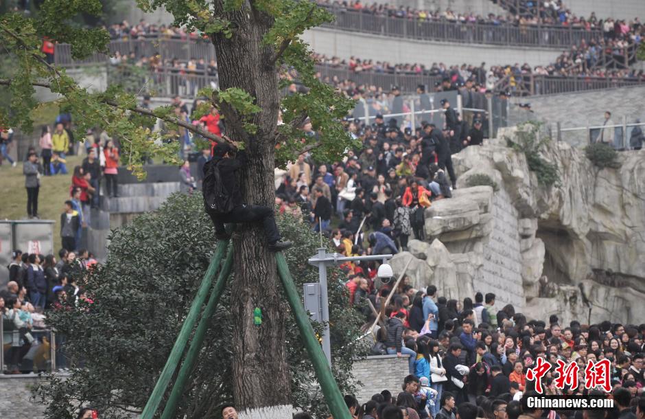 重慶一市民為占據(jù)有利位置，爬上銀杏樹觀看自己喜歡的明星。