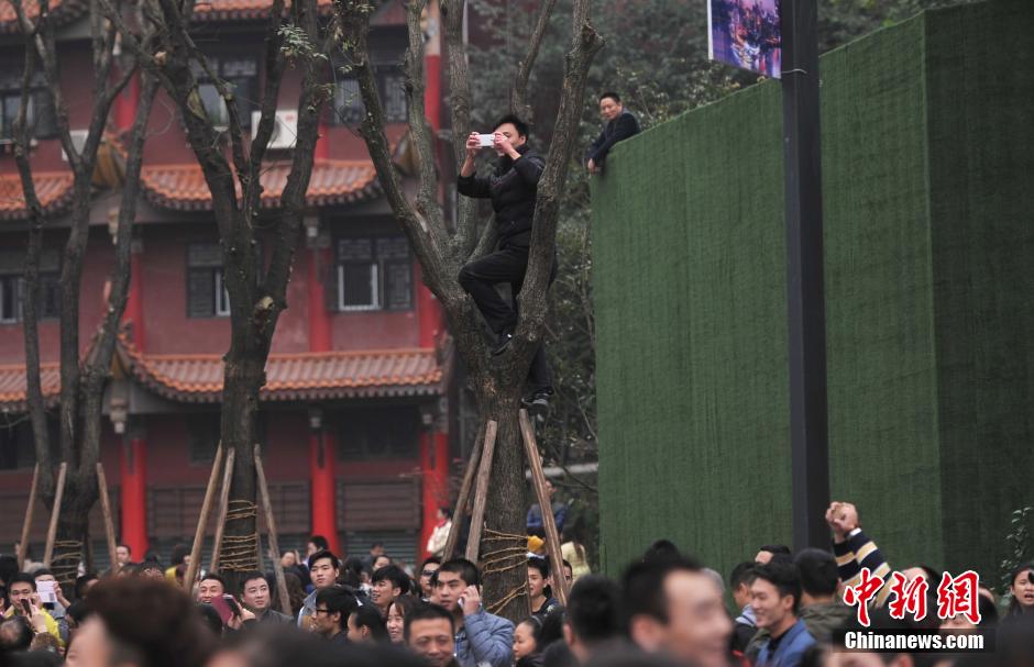 重慶一市民為占據(jù)有利位置，爬上銀杏樹觀看自己喜歡的明星。