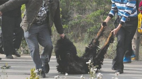 雙流鳳凰村兩只巨型藏獒襲擊村民，民警用手槍將其當(dāng)場擊斃