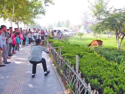 工作人員悄悄走近梅花鹿，準(zhǔn)備發(fā)射麻醉針。