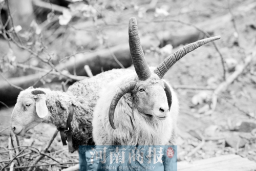 “咩……我的原主人說，他養(yǎng)了一輩子羊，也沒見過我這種情況”