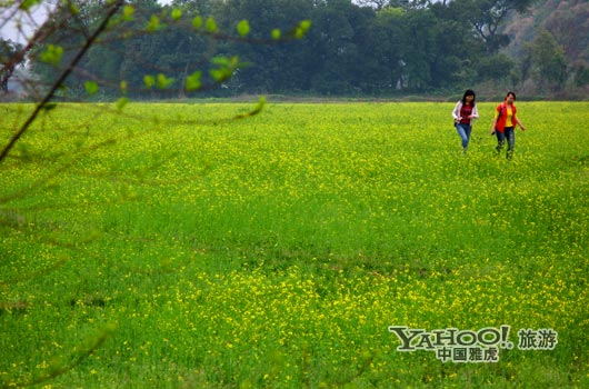 　　英德國家森林公園是廣東唯一的油菜花主題旅游景區(qū)。(圖片來源:CFP)