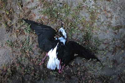 死去的鳥兒達到200多只，還有鳥兒在湖邊淤泥中掙扎著。