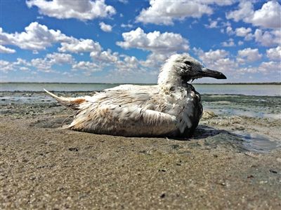 死去的鳥兒達到200多只，還有鳥兒在湖邊淤泥中掙扎著。
