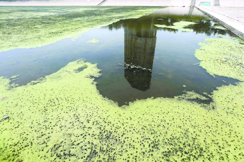 幾近干涸、臭氣熏天、長(zhǎng)滿水草的東風(fēng)渠，已不見往日容顏　 記者 侯建勛/攝