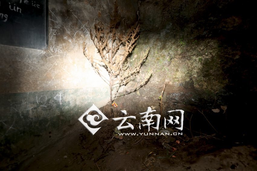 　教室里沒有燈，光線太暗，村民便種下了野蘇麻，希望教室有綠色，讓孩子們看到“希望”。 徐弘毅 攝