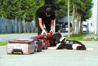搜油犬正在進(jìn)行日常訓(xùn)練。