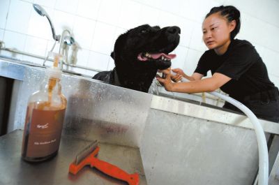 天熱時(shí),搜油犬會(huì)天天洗澡。