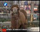 駱駝肉當(dāng)街叫賣合法？