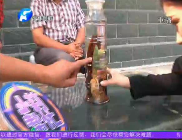 神奇！泡酒人參發(fā)芽長樹葉