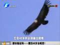 都市驗(yàn)證碼——鷹活40歲會(huì)蛻變？